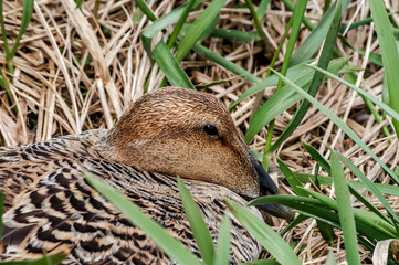 Female of North Pacific Eider (Somateria mollissima v-nigrum) at nest in Chowiet Island, Semidi Islands, Alaska, USA