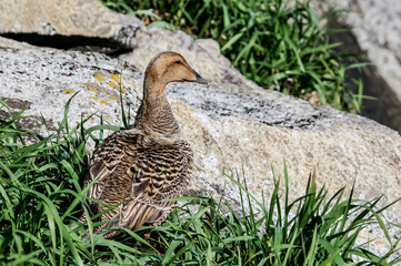 North Pacific Eider (Somateria mollissima v-nigrum) at Chowiet Island, Semidi Islands, Alaska, USA