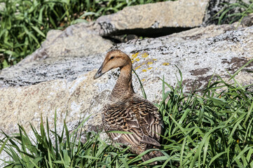 North Pacific Eider (Somateria mollissima v-nigrum) at Chowiet Island, Semidi Islands, Alaska, USA