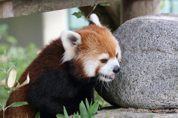 red panda eating bamboo