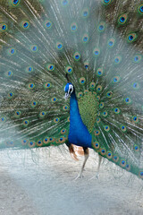 Obraz premium 孔雀