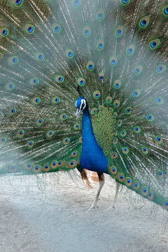 綺麗な鳥 Photos Royalty Free Images Graphics Vectors Videos Adobe Stock
