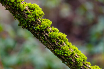 Moos Pflanze Ast Zweige Strauch grün Makro selektive Schärfe Vegetation Herbst Knubbel Büschel Wald Sauerland Deutschland Makro Nahaufnahme Sterne klein mikro
