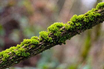 Moos Pflanze Ast Zweige Strauch grün Makro selektive Schärfe Vegetation Herbst Knubbel Büschel Wald Sauerland Deutschland Makro Nahaufnahme Sterne klein mikro
