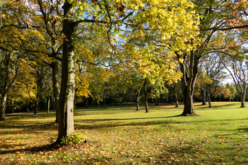 Fototapeta na wymiar Sunny autumn day in the public park