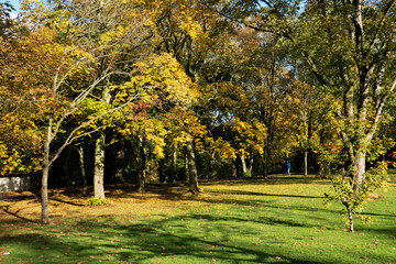 Sunny autumn day in the public park