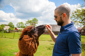 Man feeding brown alpaca with carrot