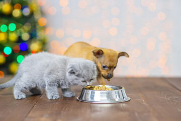 Fototapeta na wymiar Little toy terrier and scots kitten eat food from a bowl on the background of a christmas tree