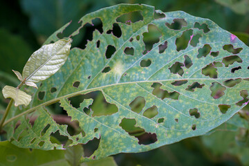 The leaves that have been eaten by insects.