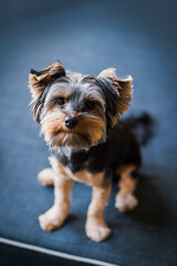 Front view of a Yorkshire Terrier