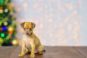 Fototapeta na wymiar Toy terrier puppy on the background of a Christmas tree stands on a wooden floor