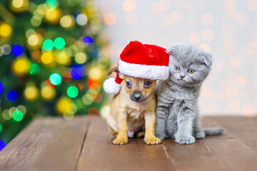 Fototapeta na wymiar Couple of kitten and puppy in santa hat on the background of a christmas tree