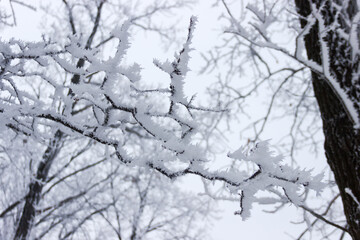 Fototapeta na wymiar Background of the trees branches covered with hoarfrost