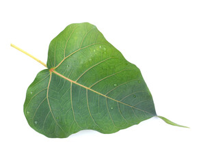 Green pho leaf isolated on white background.