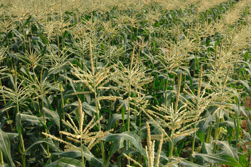 とうもろこし畑