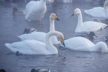 Wintering of white swans trumpeters in the morning fog on an ice-free lake