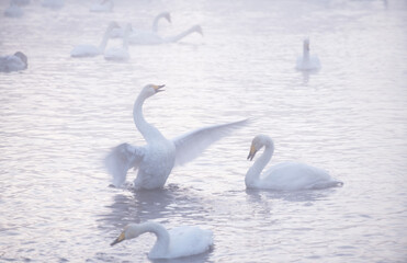 A gentle view of two white swans glowing in the morning frost in the winter light. Beautiful fog soars above the water. The love relationship between birds. Swans. Altai Republic. Siberia. Russia.