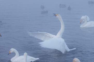 White swans in the lake. Morning misty scene. Swans in a heart shape. (Cygnus olor) is a species of swan and a member of the waterfowl family Anatidae.