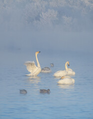 Fototapeta premium A gentle view of white swans glowing in the morning frost in the winter light. Beautiful fog soars above the water. The love relationship between birds. Swans. Altai Republic. Siberia. Russia.