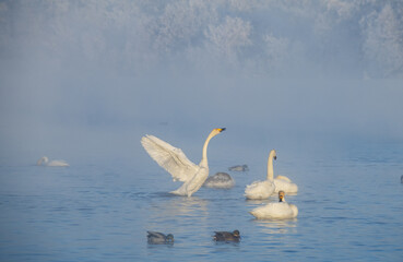 Wintering of white swans trumpeters in the morning fog on a non-freezing lake in Siberia. Whooper swan flaps its wings and stretches its neck