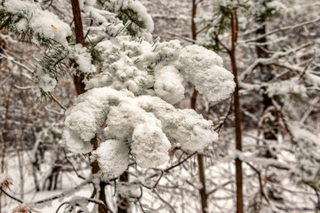 Snow-covered spruce branch on the background of the forest.