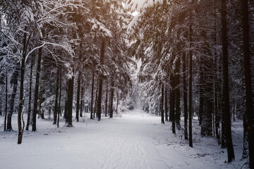 Pine trees are covered with snow on a frosty evening.