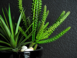 Cactus and succulent plants with gravels in black ceramic pot on dark background.