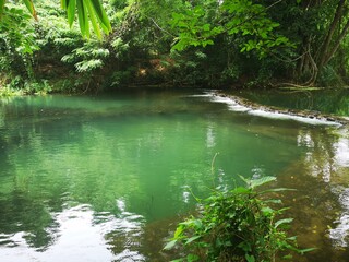A clear stream in the deep forest