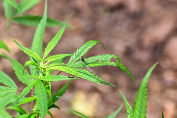 Small green spider on a cannabis plant in Queensland, Australia