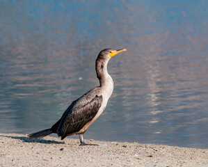 Double-crested Cormorant (Phalacrocorax auritus) in Malibu Lagoon, California, USA