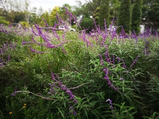 Obraz premium English Lavender plants grow in the garden