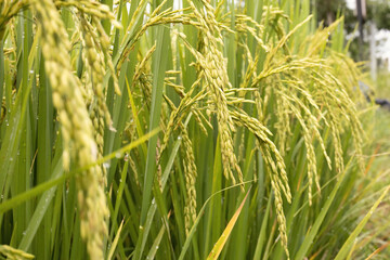 Mature rice plants with growing golden ears