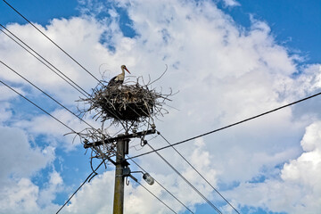 Stork on an electric pole