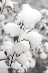 Fresh fluffy snow on the leaves