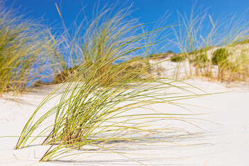 Coastal sand dune landscape of Fish Hoek, Cape Town