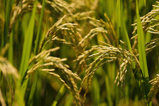 Golden Rice Meaning
