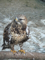 bird Buzzard