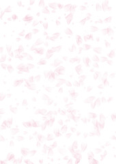pink rose background
