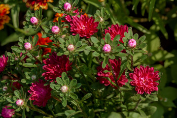 China Acter (Callistephus chinensis) in garden