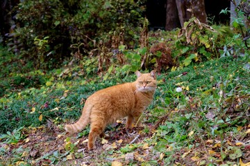 ねこ　山道を歩く猫　チャトラ