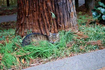 Fototapeta premium 草むらで寛ぐ猫 キジトラ 森 風景 秋 