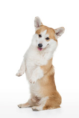 welsh corgi pembroke dog on a white background stands on its hind legs. Obedient pet 