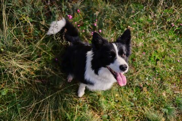 Top-Down Border Collie Sitting in the Grass. Black and White Dog with Tongue Out in Nature.