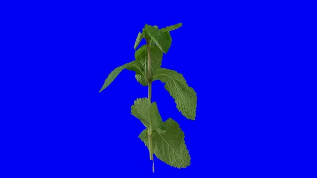 mint spin 360 degrees isolated on blue screen