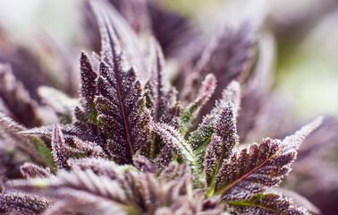marijuana plant medical cannabis