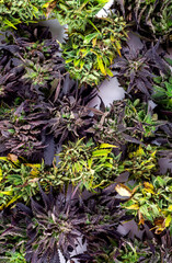 Сannabis buds background