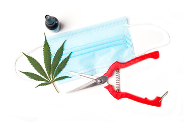 marijuana leaf cannabis cbd oil bottle and covid virus mask