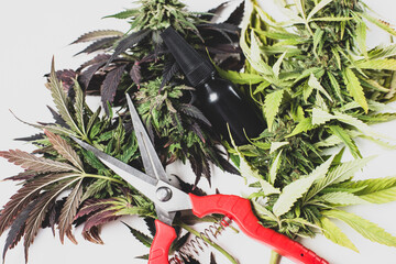 medical CBD cannabis scissors trimming