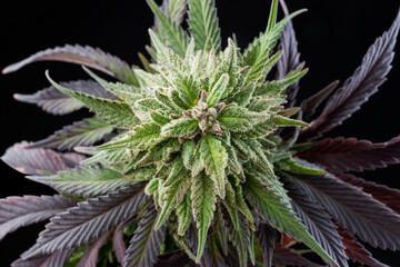 marijuana bud medical cannabis plant