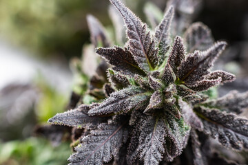 medical marijuana cannabis cbd